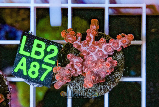 SPS Frag “WYSIWYG”