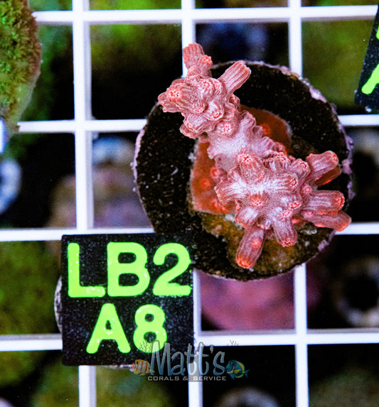 Pink SPS Frag “WYSIWYG”