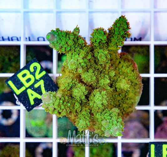 Green SPS Frag “WYSIWYG”