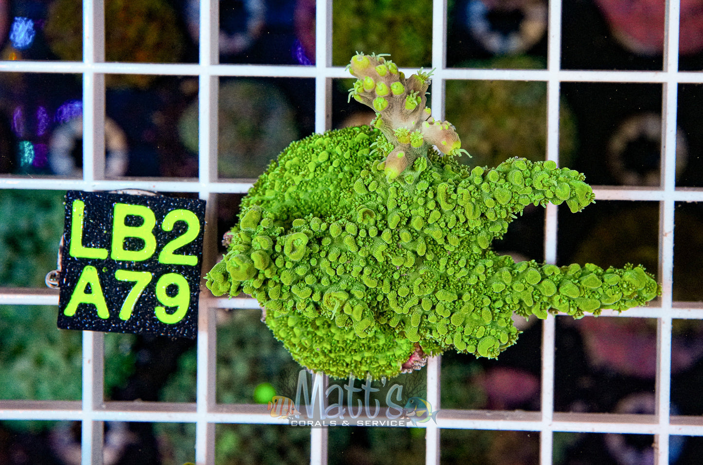Green SPS Frag “WYSIWYG”