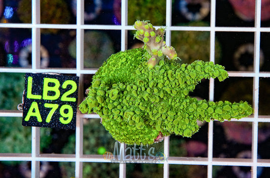 Green SPS Frag “WYSIWYG”