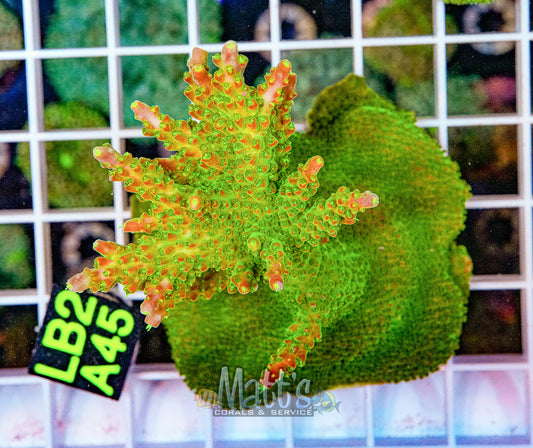 Green SPS Mini Colony “WYSIWYG”