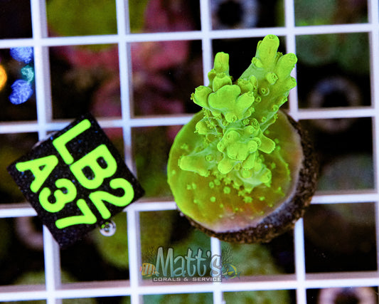 Green SPS Frag “WYSIWYG”