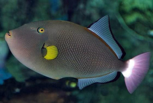 Pinktail Triggerfish