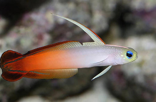 Africa Red Firefish