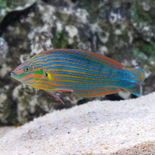 Melanarus Wrasse