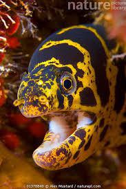 Caribbean Chain Eel