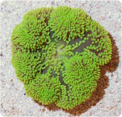 Green Haddoni Carpet Anemone