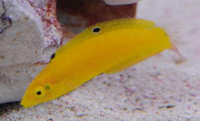 Yellow Coris Wrasse