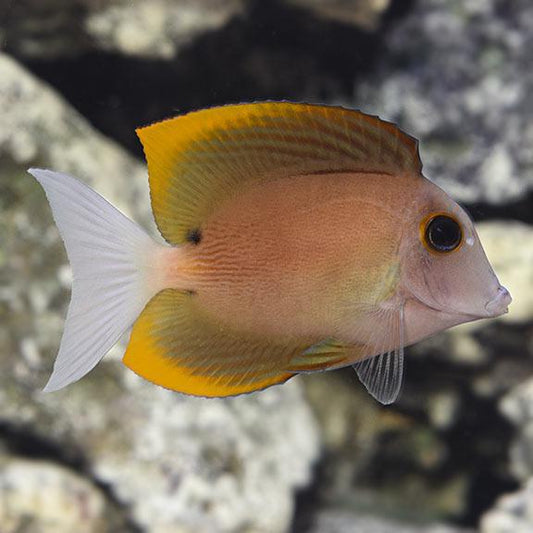 Flame Fin Tomini Tang
