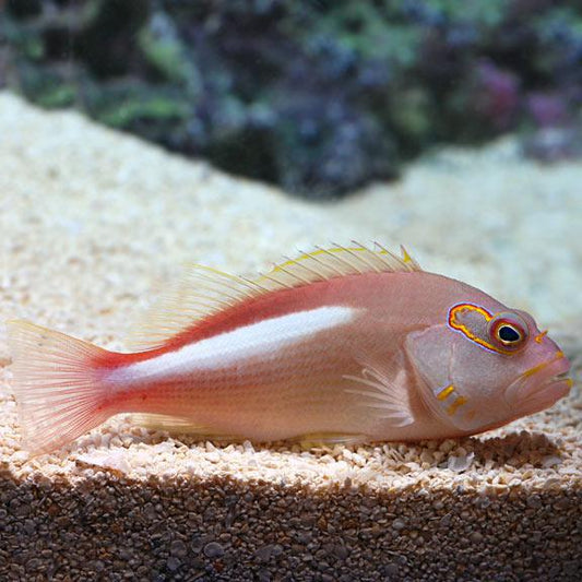 Arc Eye Hawkfish