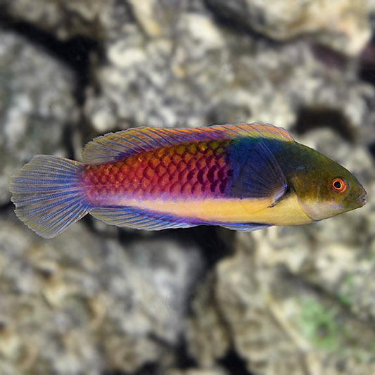 Blueside Fairy Wrasse