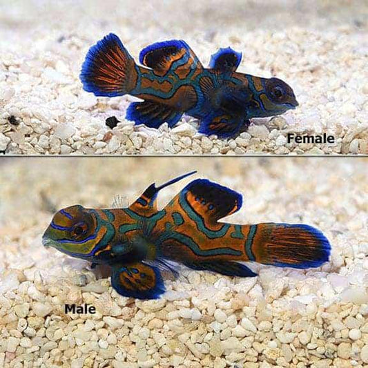 Biota Blue Mandarin, Pair