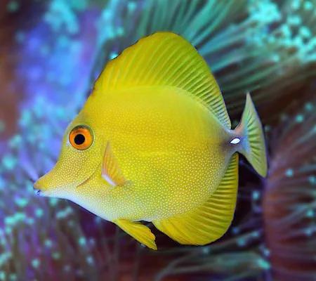 Yellow Scopas Tang XL