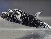 Dalmation Puffer