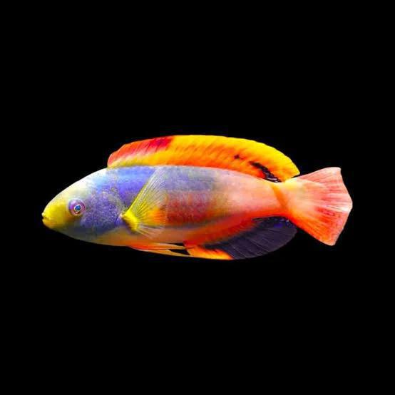 Scott's Fairy Wrasse
