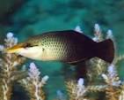 Brown Bird Wraase