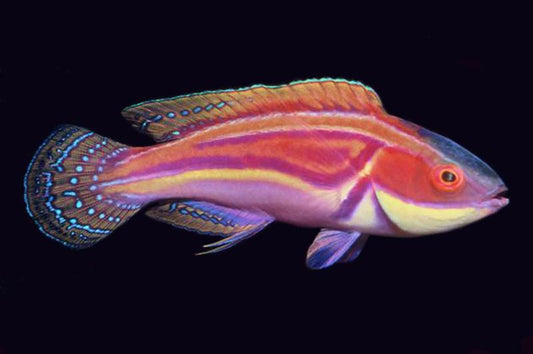 Laboute's Fairy Wrasse