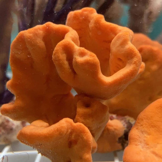 Orange Ruffle Sponge