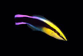 Rainbow Cleaner Wrasse