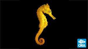 ORA Yellow Reidi Seahorse PAIR (Captive Bred!)