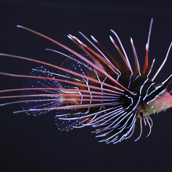Radiata Lionfish