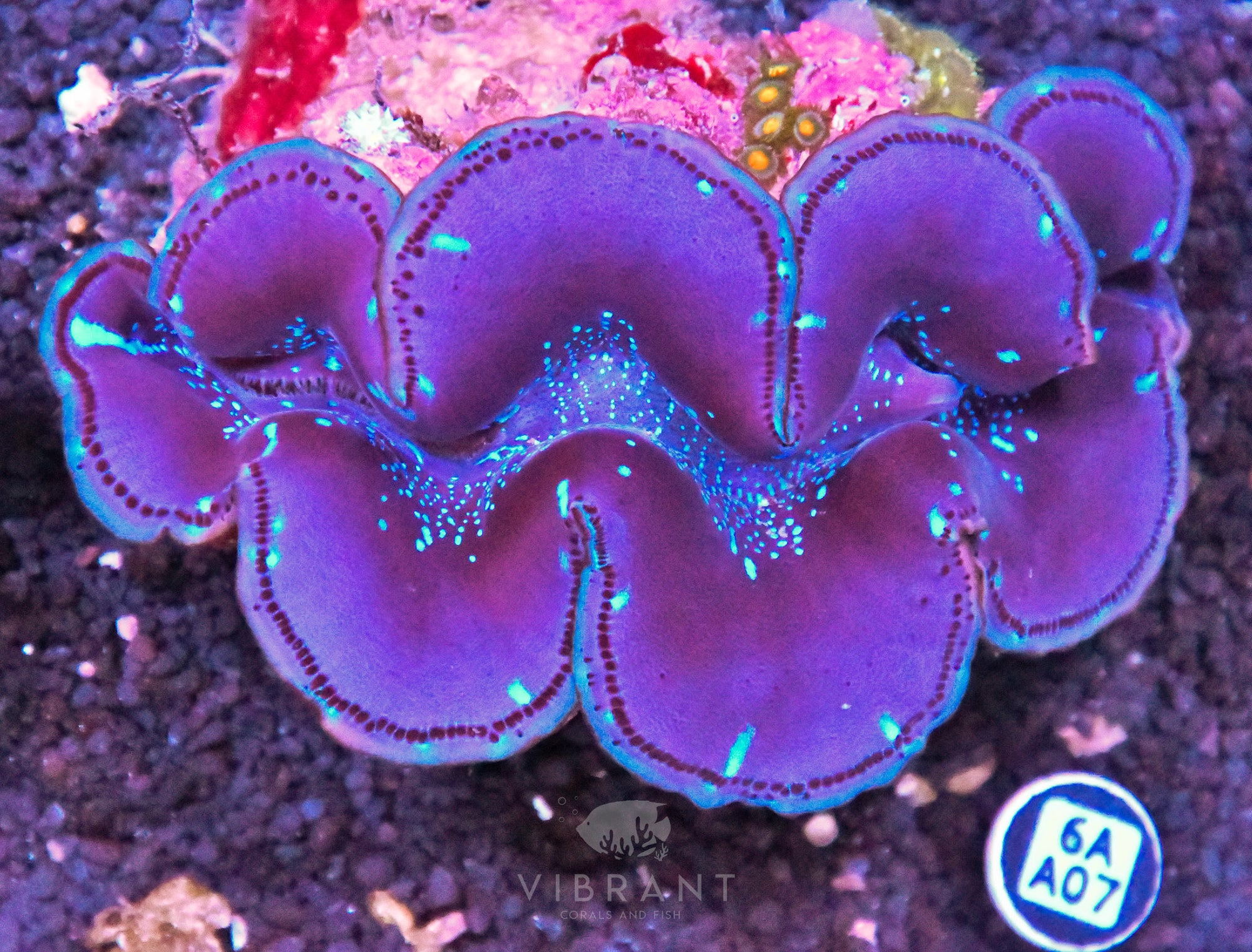 4-5” Aussie Maxima