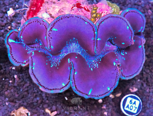 4-5” Aussie Maxima