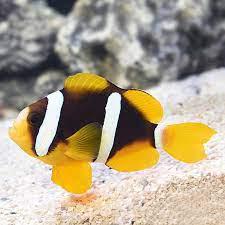 Clarkii Clownfish