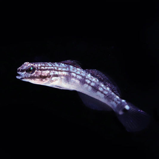 Biota Buan's Nano Sand Goby