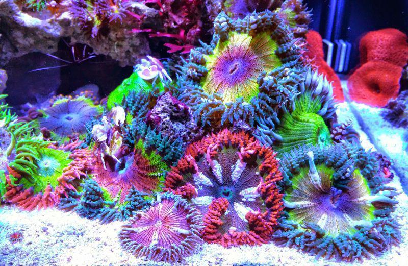 Rockflower Anemone