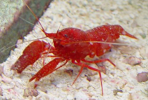 Red Pistol Shrimp