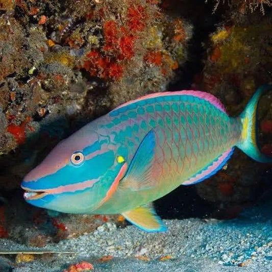 Princess Parrotfish