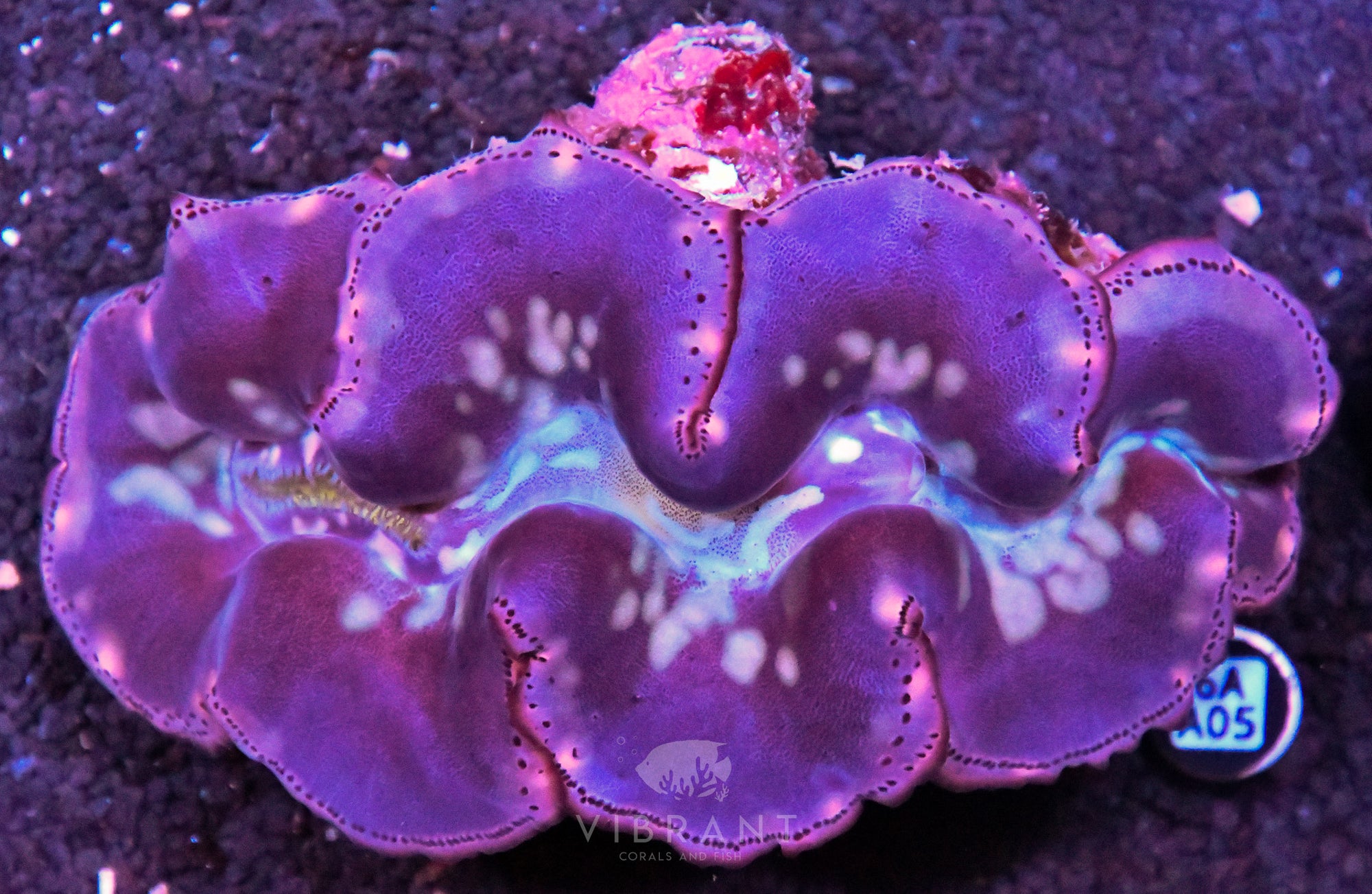 4-5” Aussie Maxima