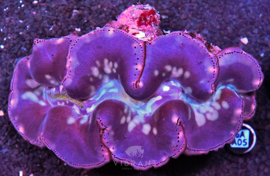 4-5” Aussie Maxima