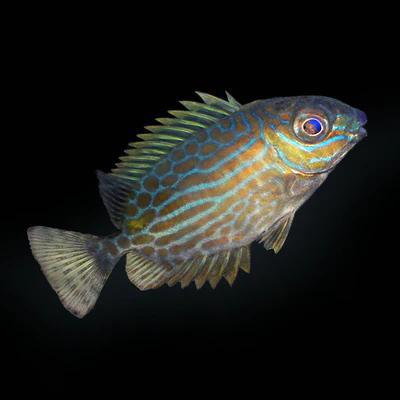 Biota Gold Lined Rabbitfish
