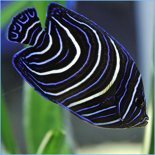 Koran Angel, Juvenile