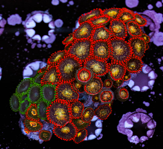 Chrismas Zoanthid Rock