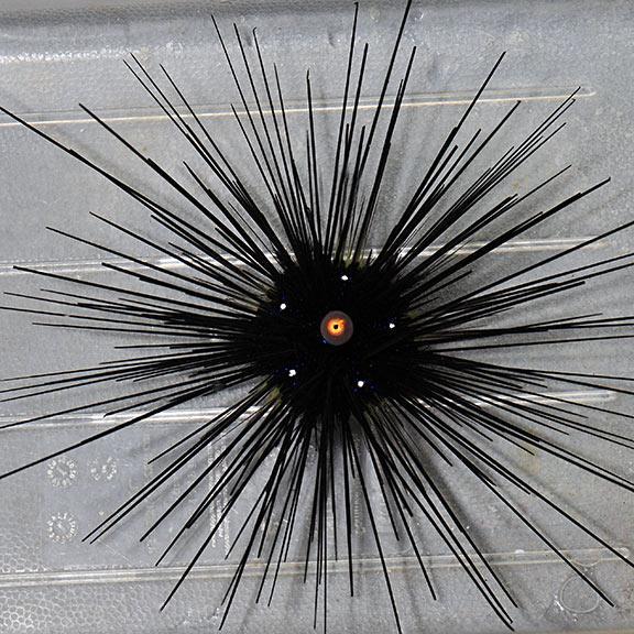 Longspine Urchin