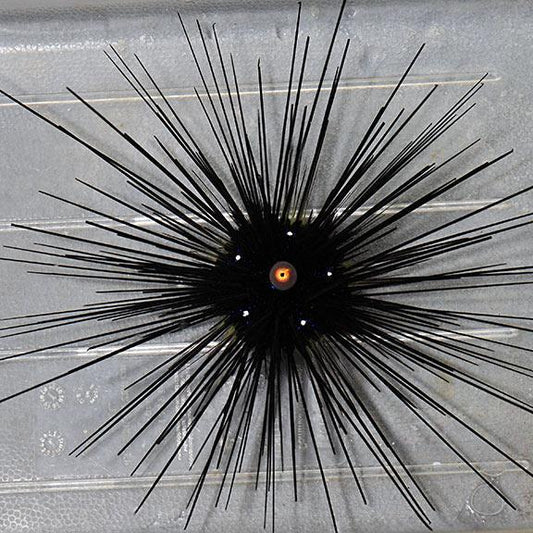 Longspine Urchin
