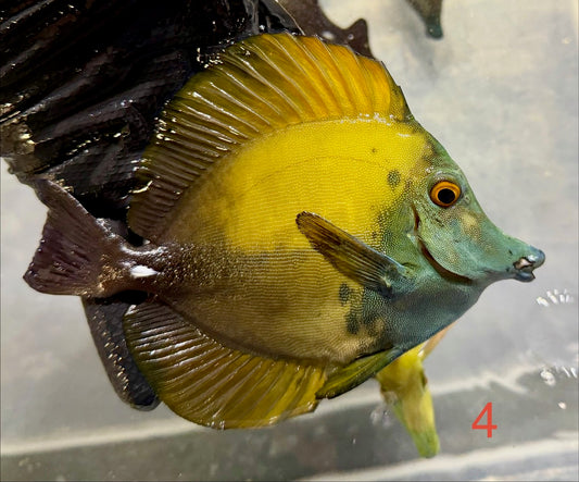 Koi Tang 4