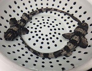 Tank Bred Whitespotted Bamboo Shark