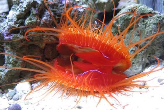 Electric Flame Scallop