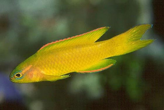 Yellow Assessor Basslet