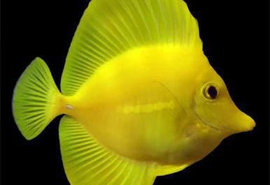 Hawaiian Yellow Tang