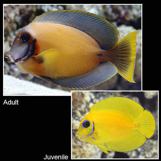 Yellow Mimic Tang
