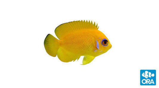 ORA Lemonpeel Angelfish