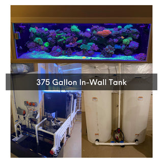 Matt's Corals Showcase Image