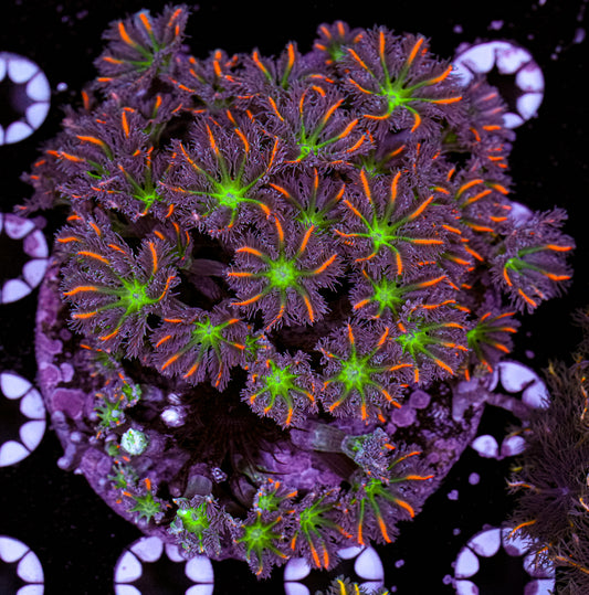 Firework Clove Colony