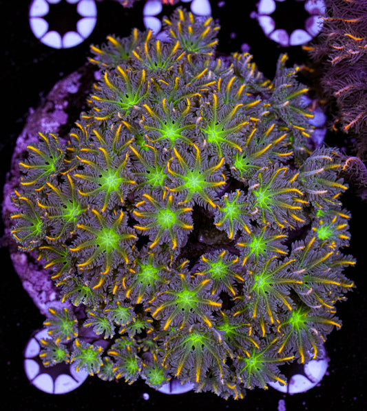 Firework Clove Colony 2